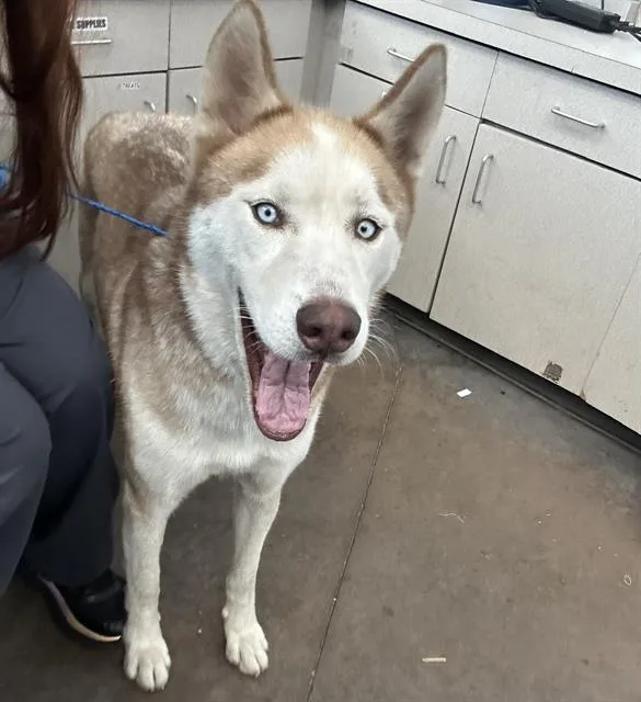 A young large-sized male Mixed Breed dog named Hachi for adoption in Dallas, TX