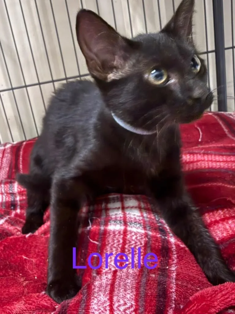 A baby small-sized female Domestic Short Hair cat named Lorelle for adoption in Saint Francisville, LA