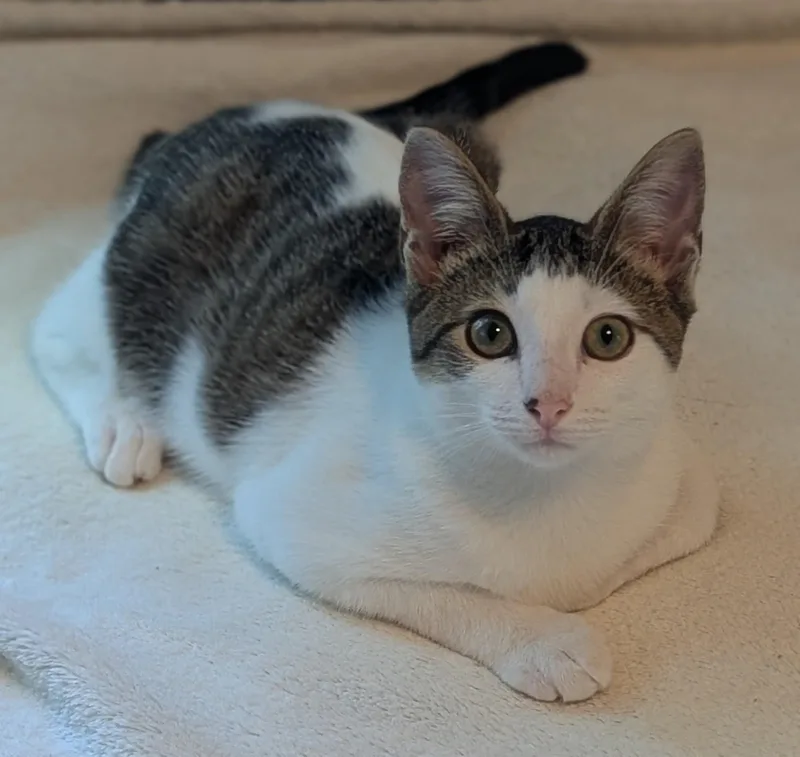 A young small-sized male American Shorthair cat named Oliver for adoption in Fort Payne, AL