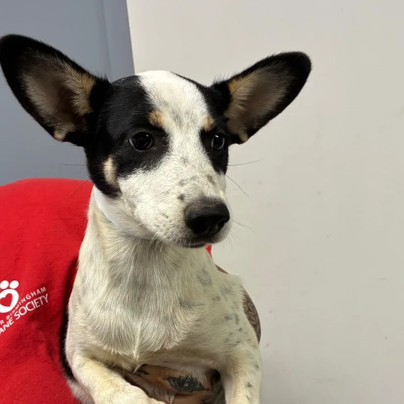 A baby small-sized female White / Cream Rat Terrier dog named Jade for adoption in Birmingham, AL