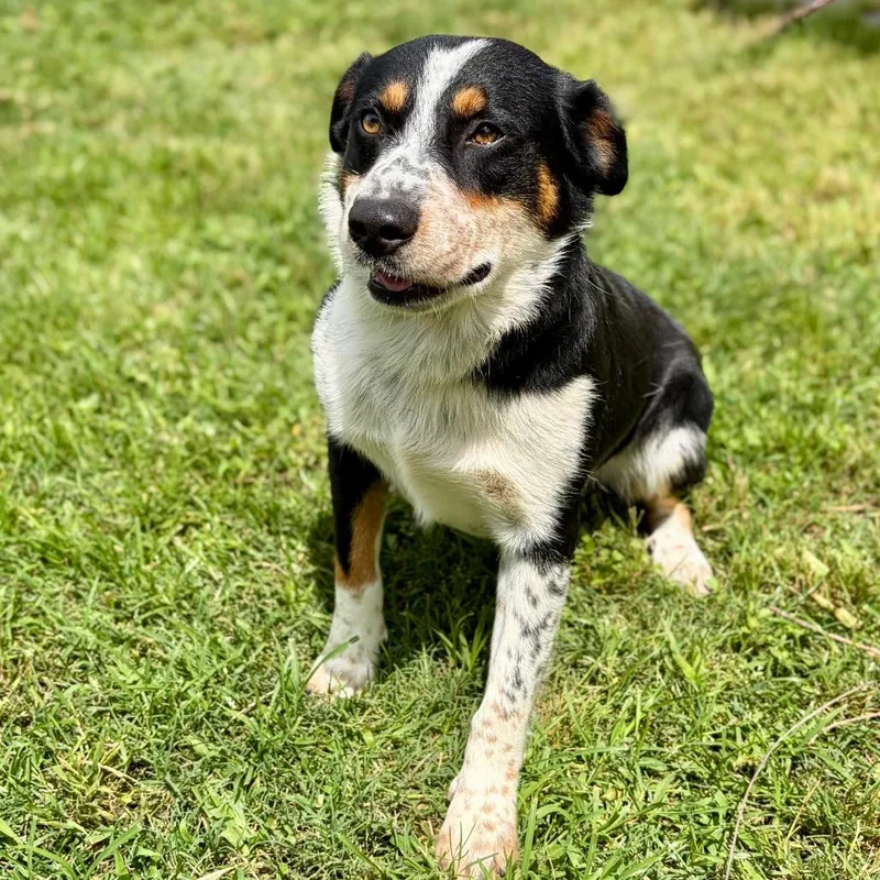 A young medium-sized male Black Cardigan Welsh Corgi dog named Banjo for adoption in Bastrop, TX