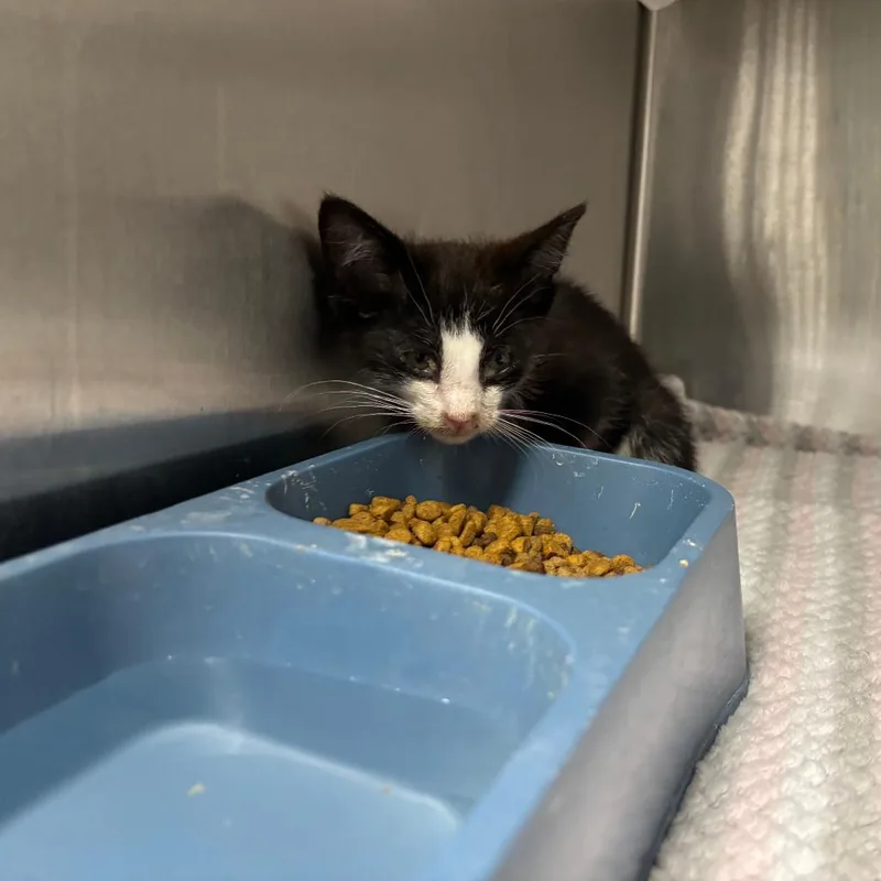 A baby small-sized male Black Domestic Short Hair cat named Richard for adoption in St Joseph, MO