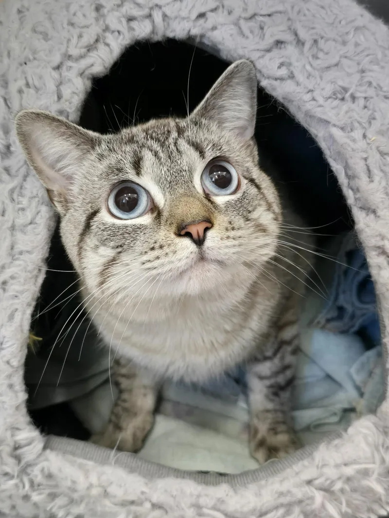 A young medium-sized male Domestic Short Hair cat named Tokk for adoption in Winthrop, ME