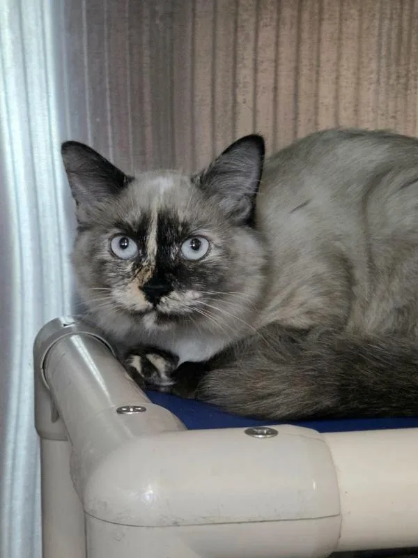 A young small-sized female Domestic Medium Hair cat named Honeycrisp for adoption in Millersville, MD