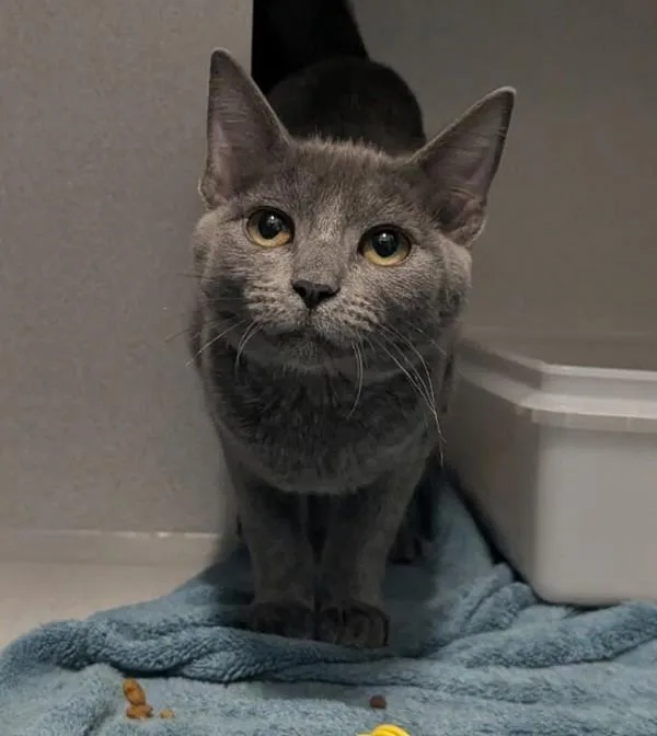 Gracy @ Petsmart Seabrook
