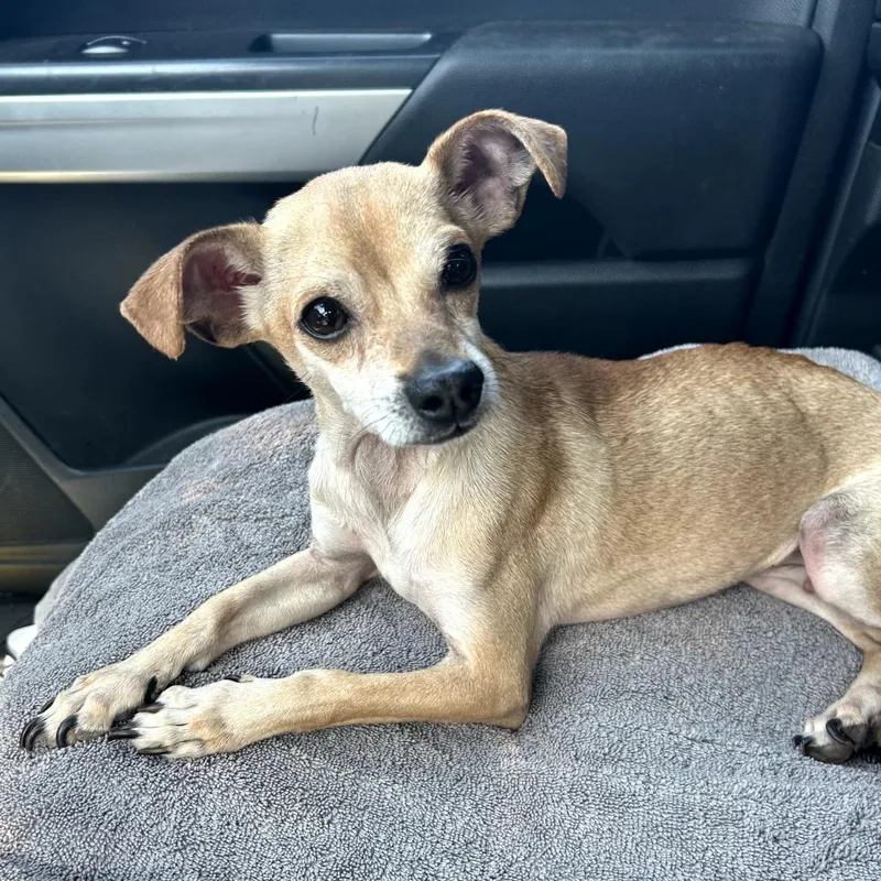 A young small-sized male Yellow / Tan / Blond / Fawn Chihuahua dog named Santa for adoption in Rockville, MD