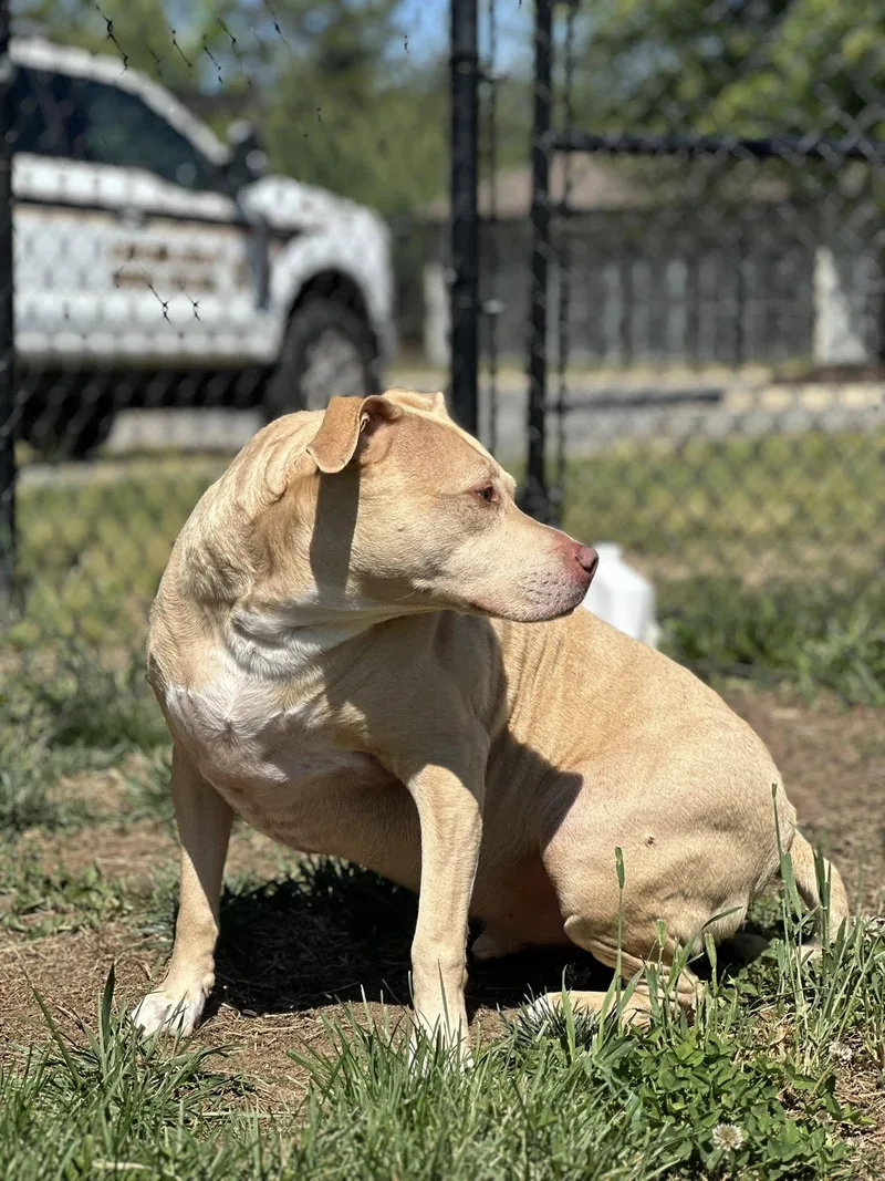 An adult large-sized male Yellow / Tan / Blond / Fawn Pit Bull Terrier dog named Harley for adoption in Stafford, VA
