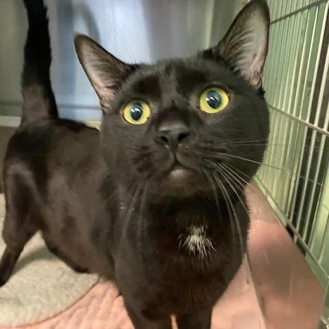 A young large-sized male Black Domestic Short Hair cat named Bub for adoption in Dayton, OH