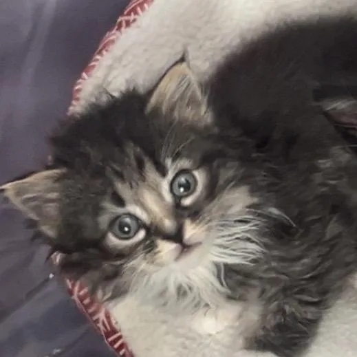 A baby small-sized female Gray / Blue / Silver Domestic Long Hair cat named Starry for adoption in Ruckersville, VA