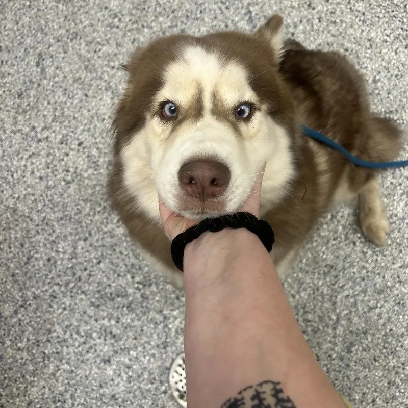 An adult medium-sized female Yellow / Tan / Blond / Fawn Husky dog named Skye for adoption in Birmingham, AL