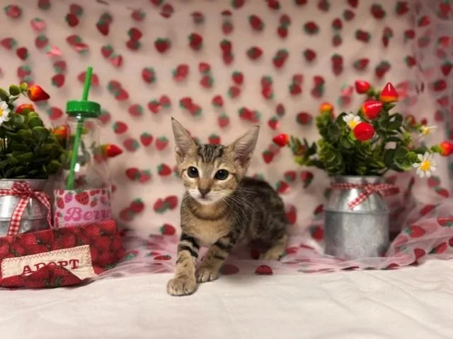 A baby small-sized male Domestic Short Hair cat named Tigger for adoption in Fairfield, CA
