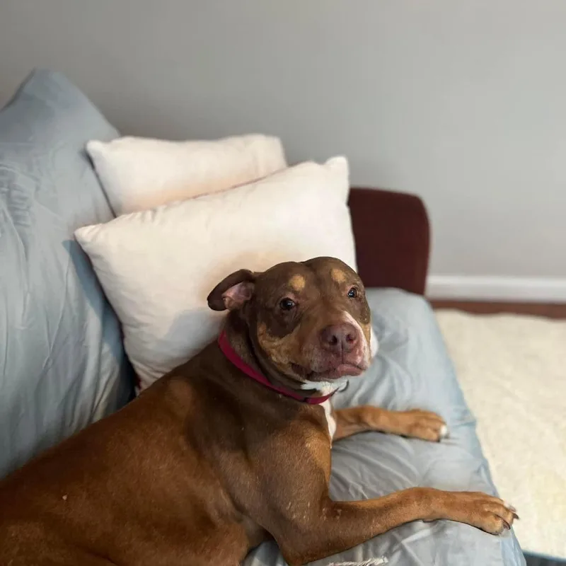 A senior large-sized female Brown / Chocolate Boxer dog named Butters for adoption in Long Island City, NY