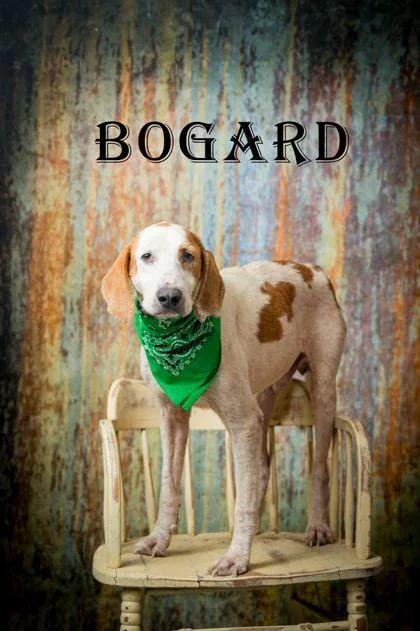 Bogard thumbnail 2