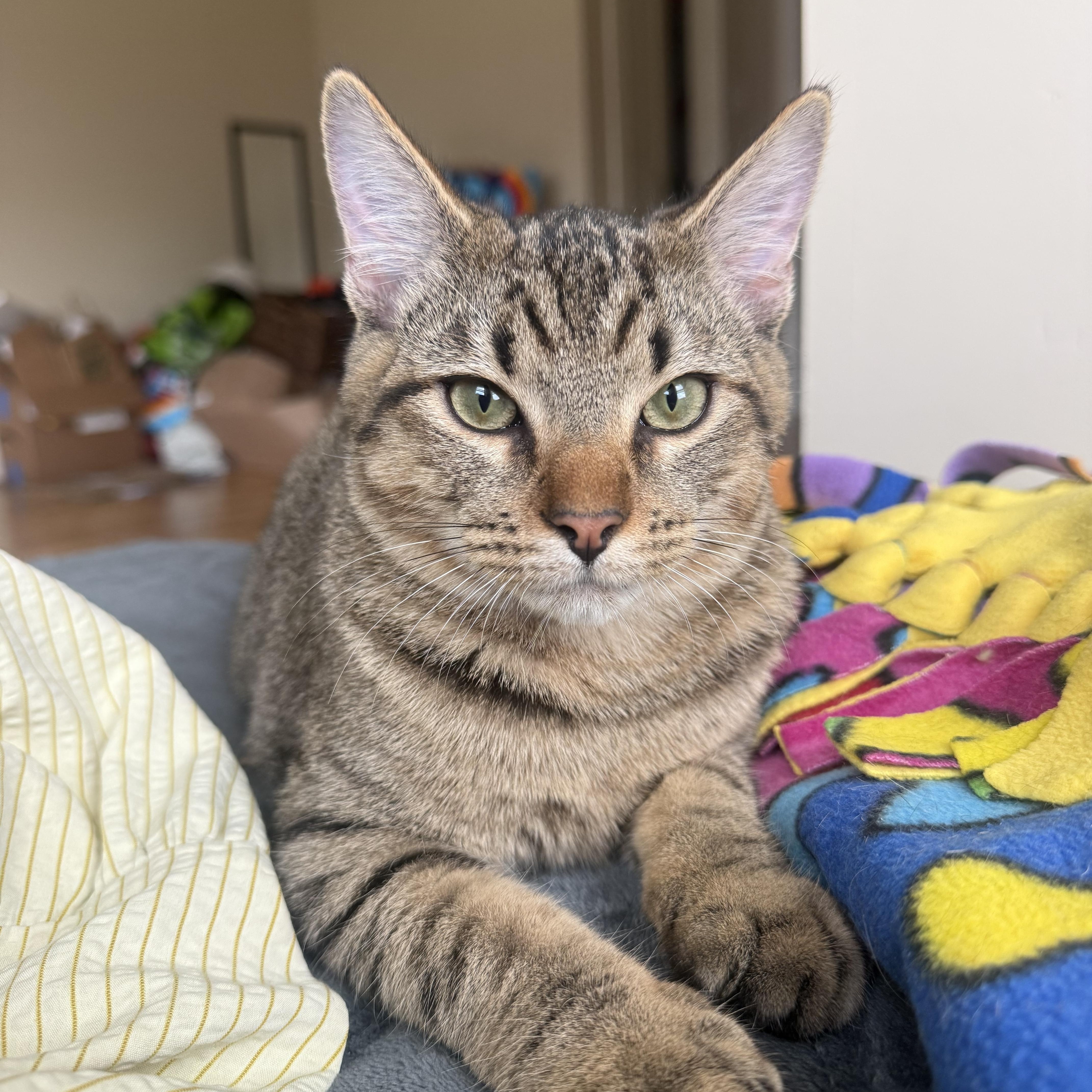 A baby medium-sized male Tabby (Buff / Tan / Fawn) Domestic Short Hair cat named Ashford for adoption in Richmond, VA
