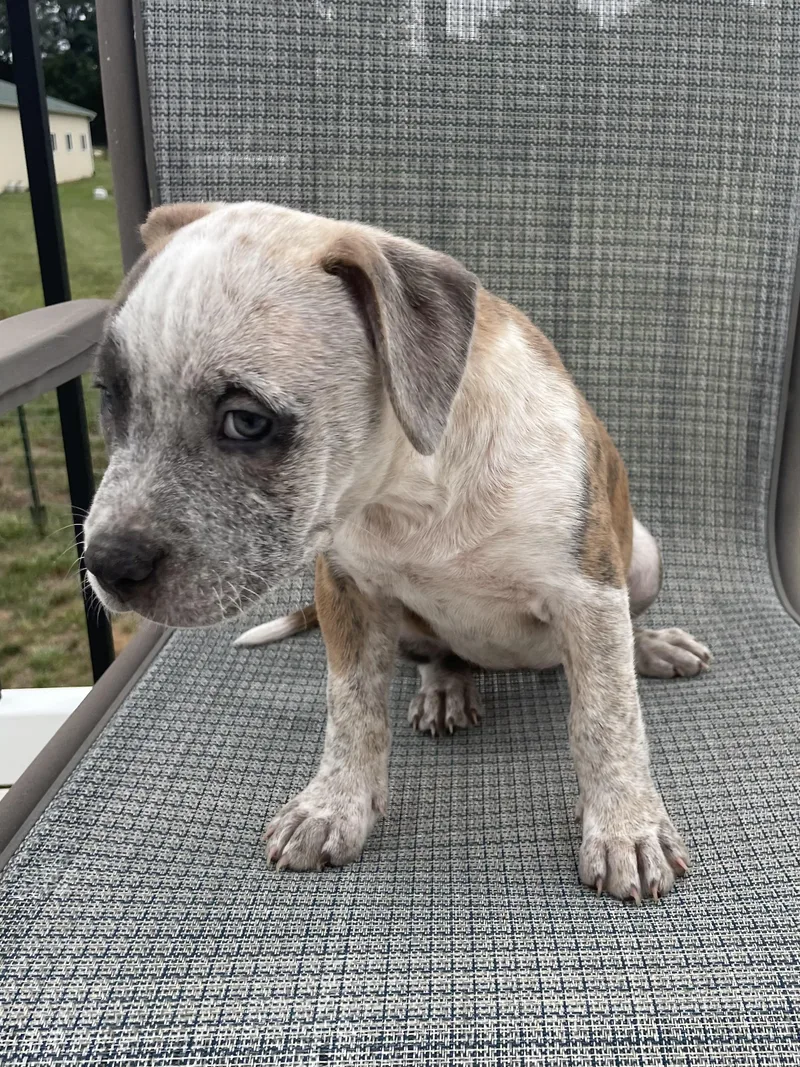 A baby large-sized female Pit Bull Terrier dog named Mattie for adoption in Hamilton, NJ