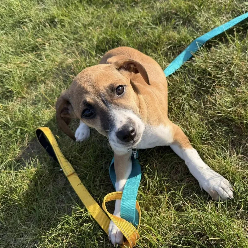 Suri