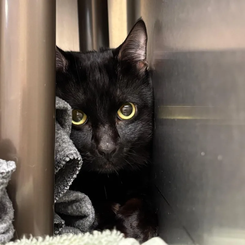 An adult large-sized male Black Domestic Short Hair cat named Midnight for adoption in Springfield, MA