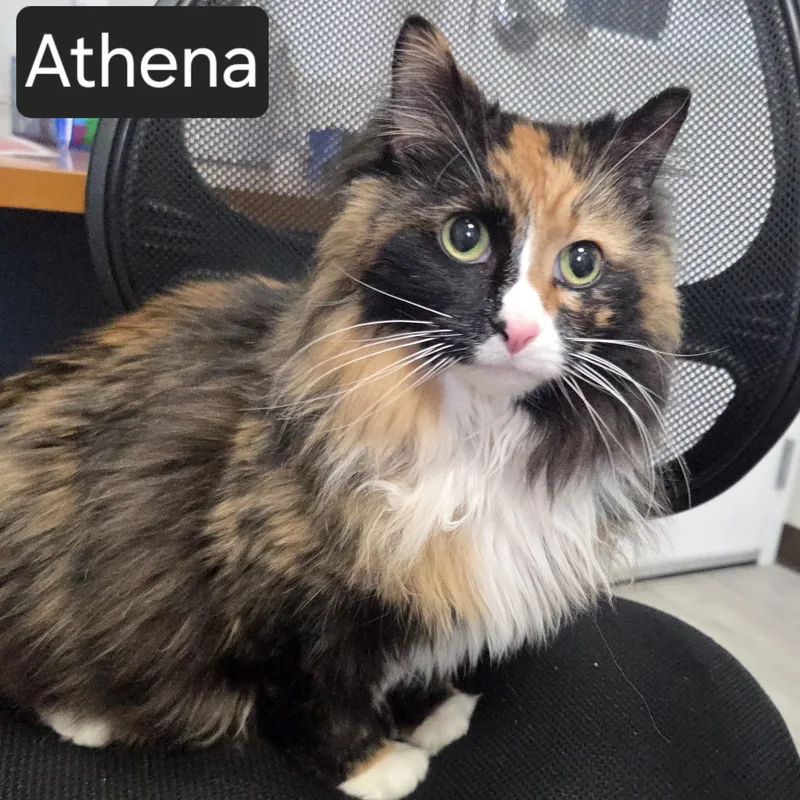 Athena