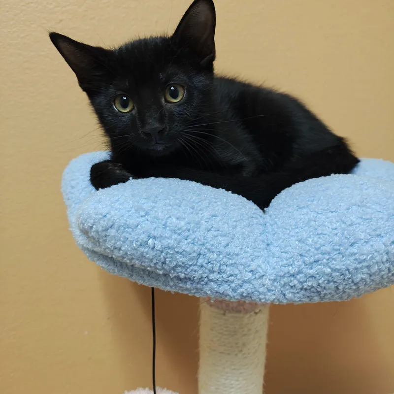 A baby medium-sized female Domestic Short Hair cat named Hornet for adoption in Oconto, WI
