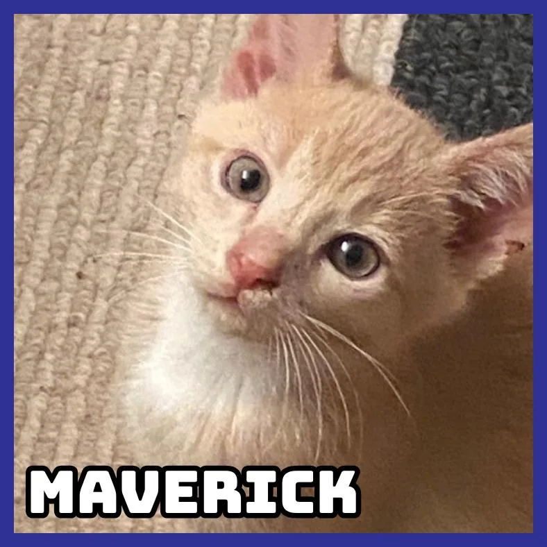 A young small-sized male Cream / Ivory Domestic Short Hair cat named Maverick for adoption in Glenwood, MN