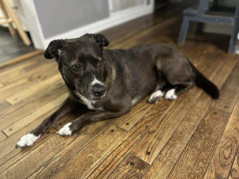 An adult medium-sized female Black Australian Shepherd dog named Luna for adoption in Cincinnati, OH