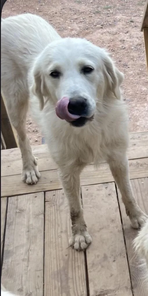 An adult extra large-sized female Great Pyrenees dog named River for adoption in Mesa, AZ