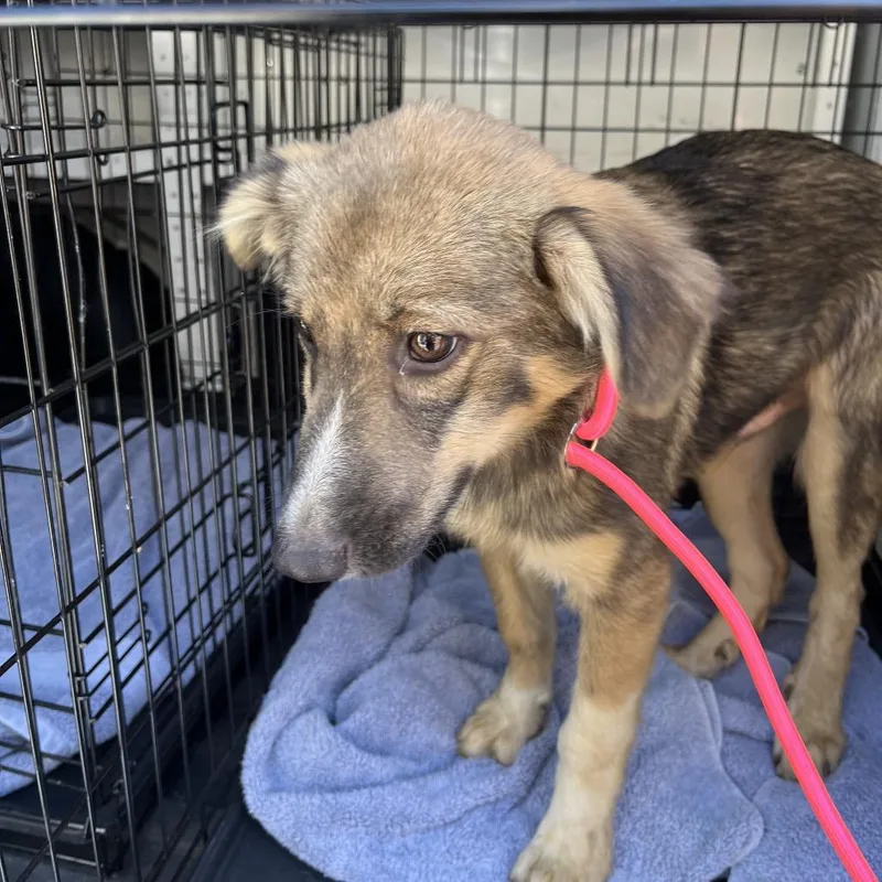 A baby medium-sized male Brown / Chocolate Australian Shepherd dog named Gumbo for adoption in Pasadena , MD