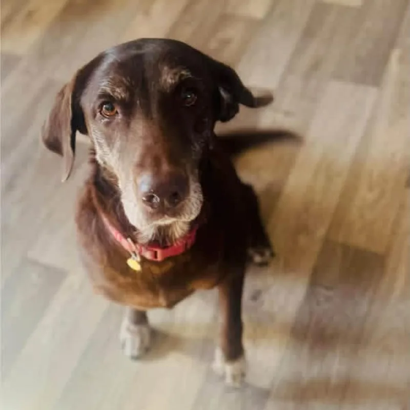 A senior medium-sized female Brown / Chocolate Chocolate Labrador Retriever dog named Hershey Kisses for adoption in Grand Junction, CO