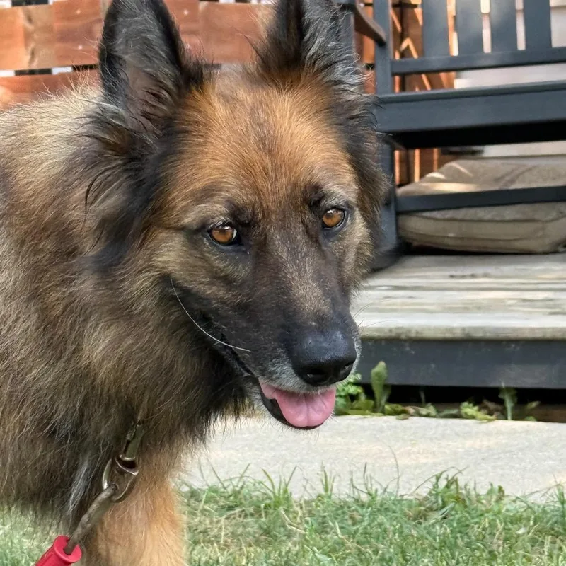 An adult large-sized female Yellow / Tan / Blond / Fawn Shepherd dog named Lady $ for adoption in Milwaukee, WI