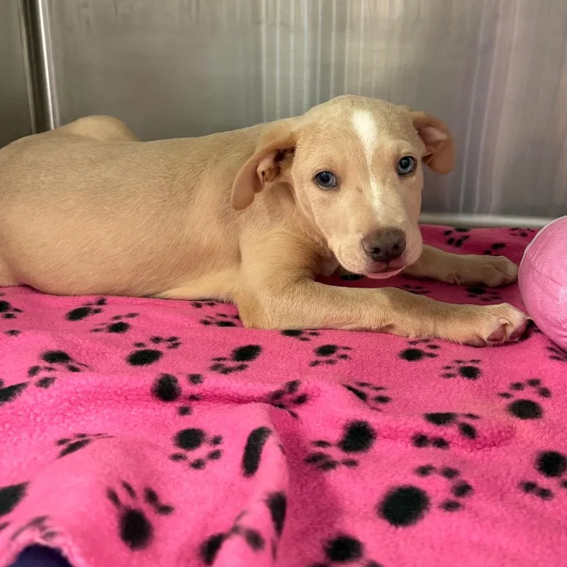 A baby medium-sized male Mixed Breed dog named Howard for adoption in Pensacola, FL