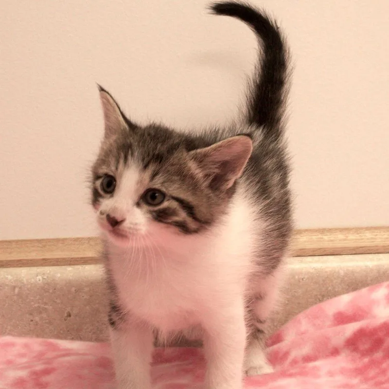 A baby small-sized male White Domestic Medium Hair cat named Feisty Fred for adoption in Carrollton, OH