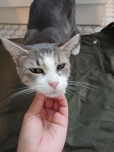 Tsuki thumbnail 2