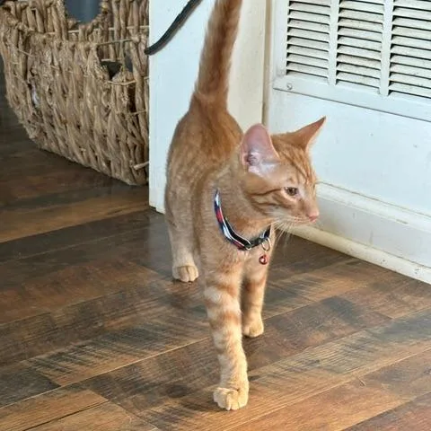 A baby medium-sized male Orange / Red Domestic Short Hair cat named Bruce for adoption in Harrisonburg, VA