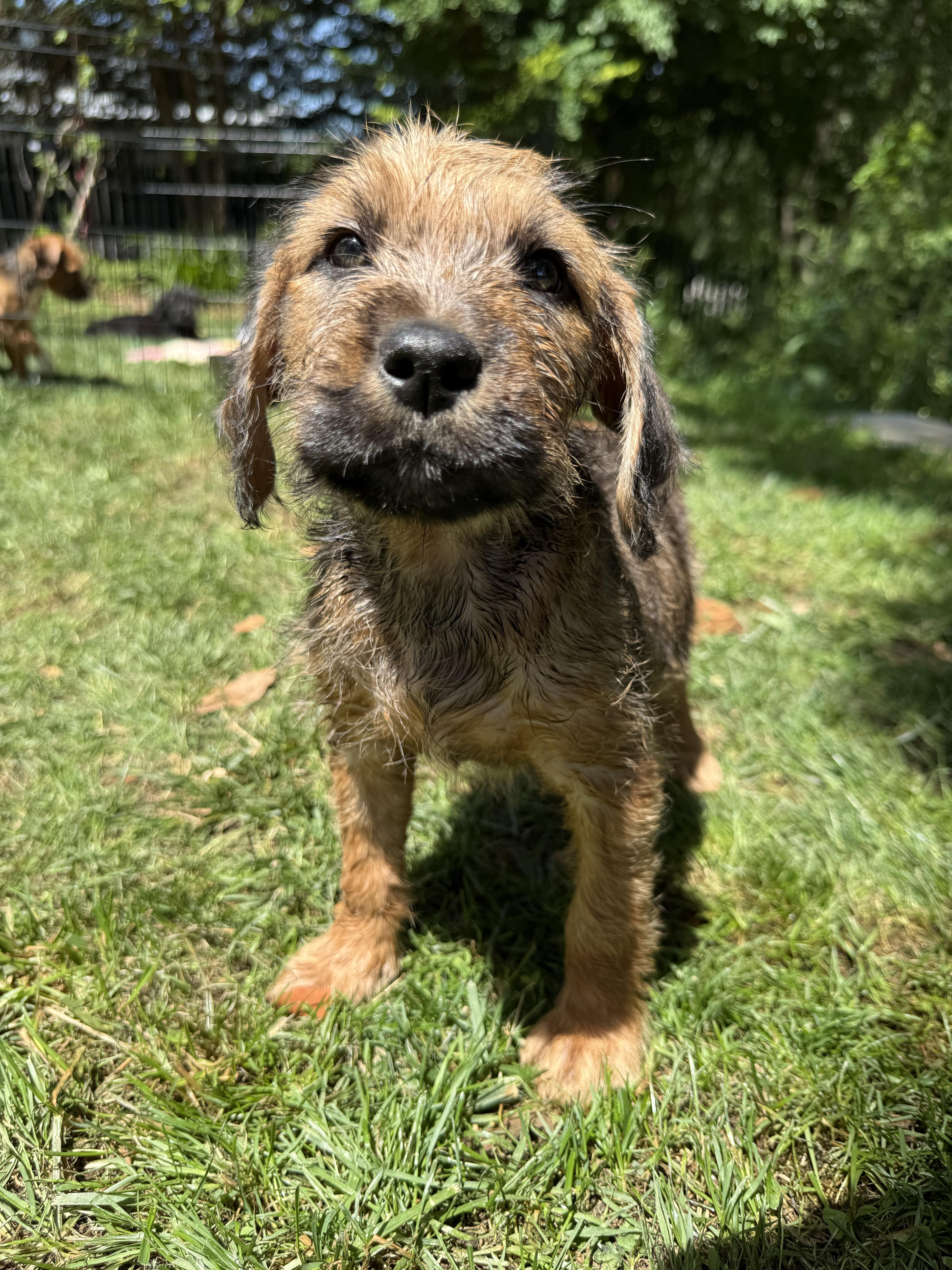A baby small-sized female Irish Terrier dog named Tammy for adoption in Hillsborough, NC