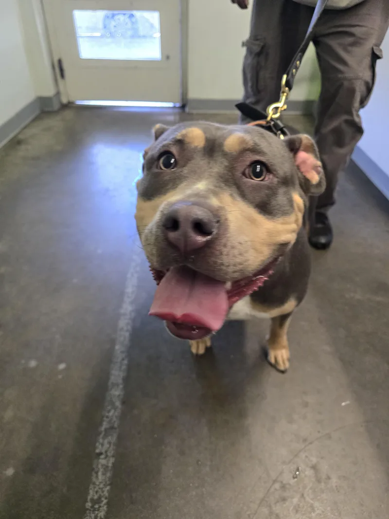 A young extra large-sized female Pit Bull Terrier dog named Belana for adoption in Los Angeles, CA
