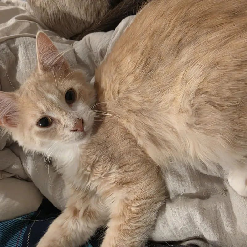 Parmesan thumbnail 2