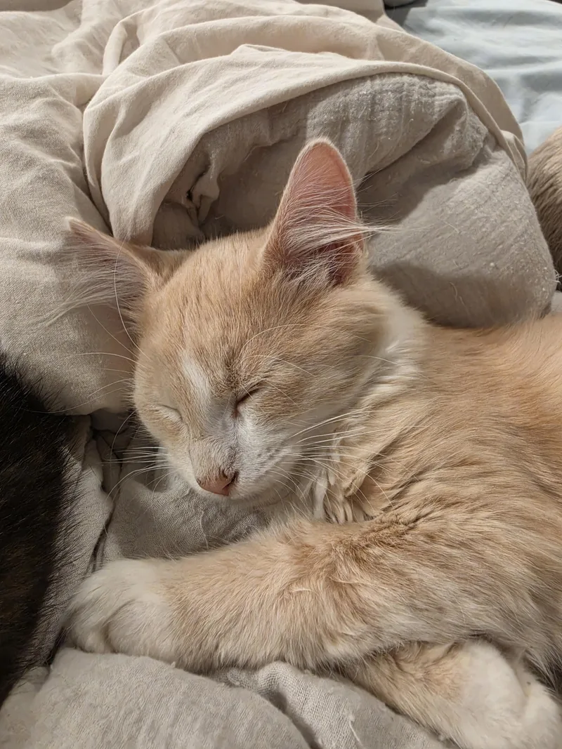 Parmesan thumbnail 3