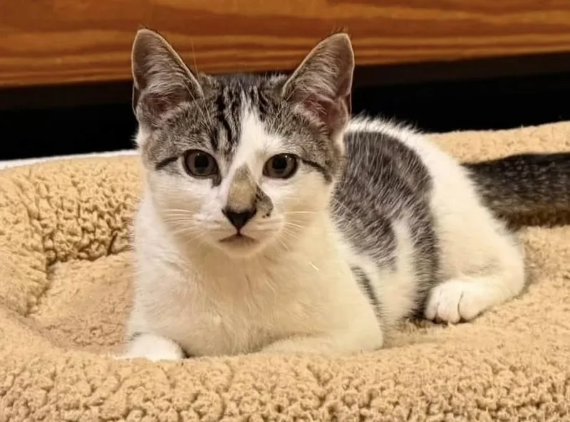 A baby medium-sized male Domestic Short Hair cat named Dr.Stitzel for adoption in Beacon, NY