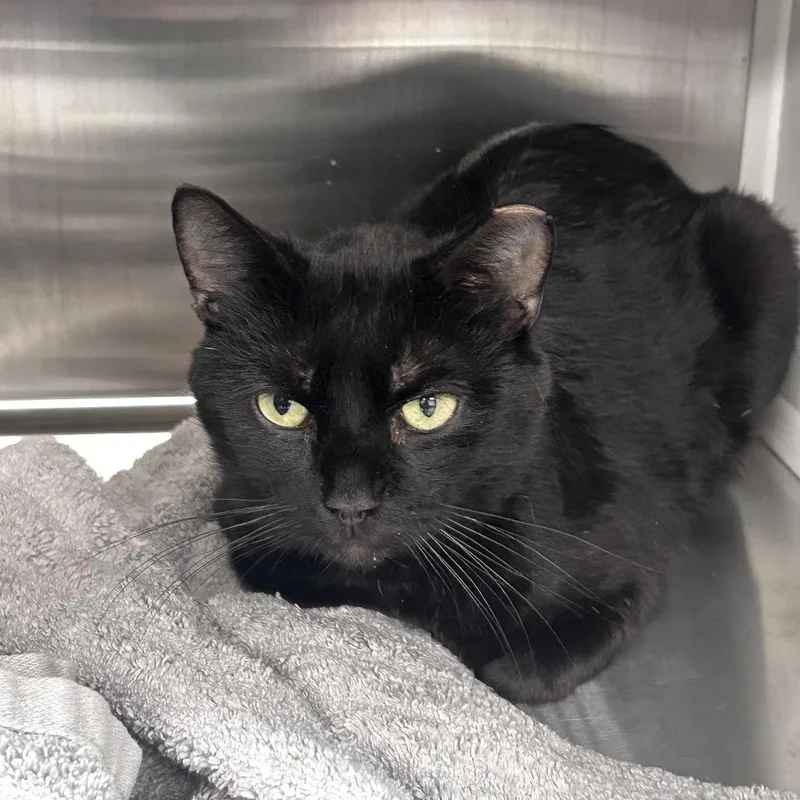 A young medium-sized female Gray / Blue / Silver Domestic Short Hair cat named New Jersey for adoption in Philadelphia, PA