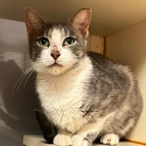 A young medium-sized female Gray / Blue / Silver Domestic Short Hair cat named Suki for adoption in South Elgin, IL