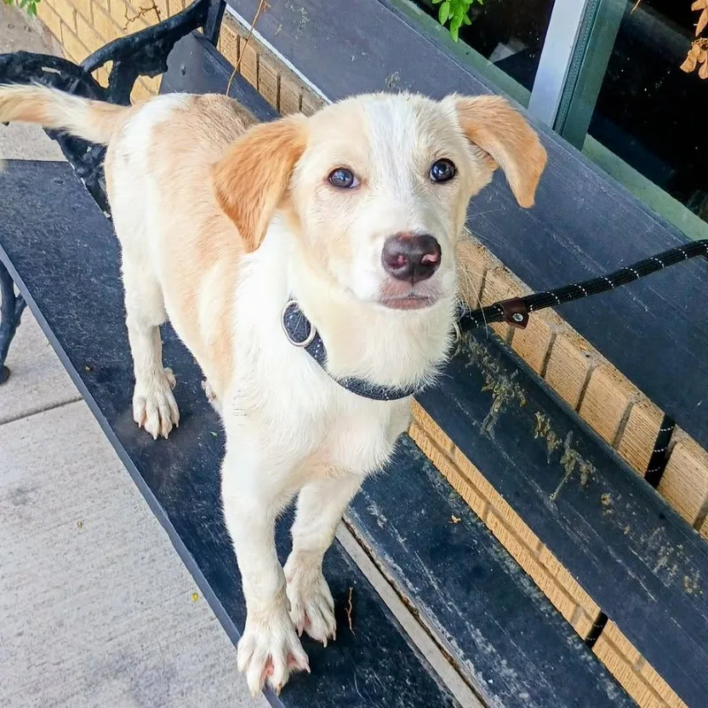 A baby small-sized female White / Cream Great Pyrenees dog named Isabella P for adoption in Corsicana, TX