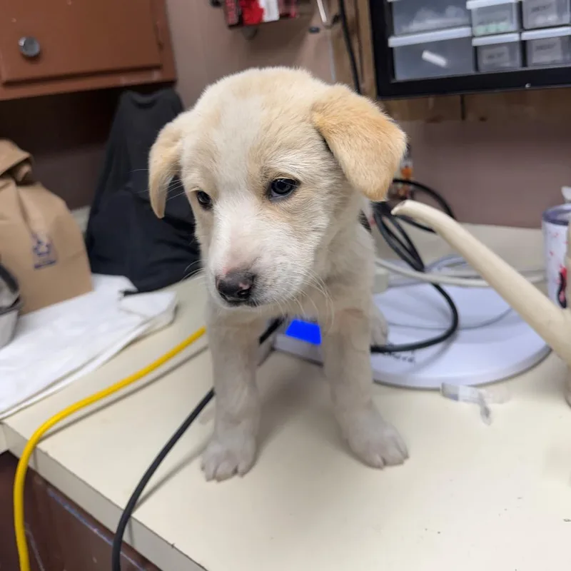 Isabella P thumbnail 3