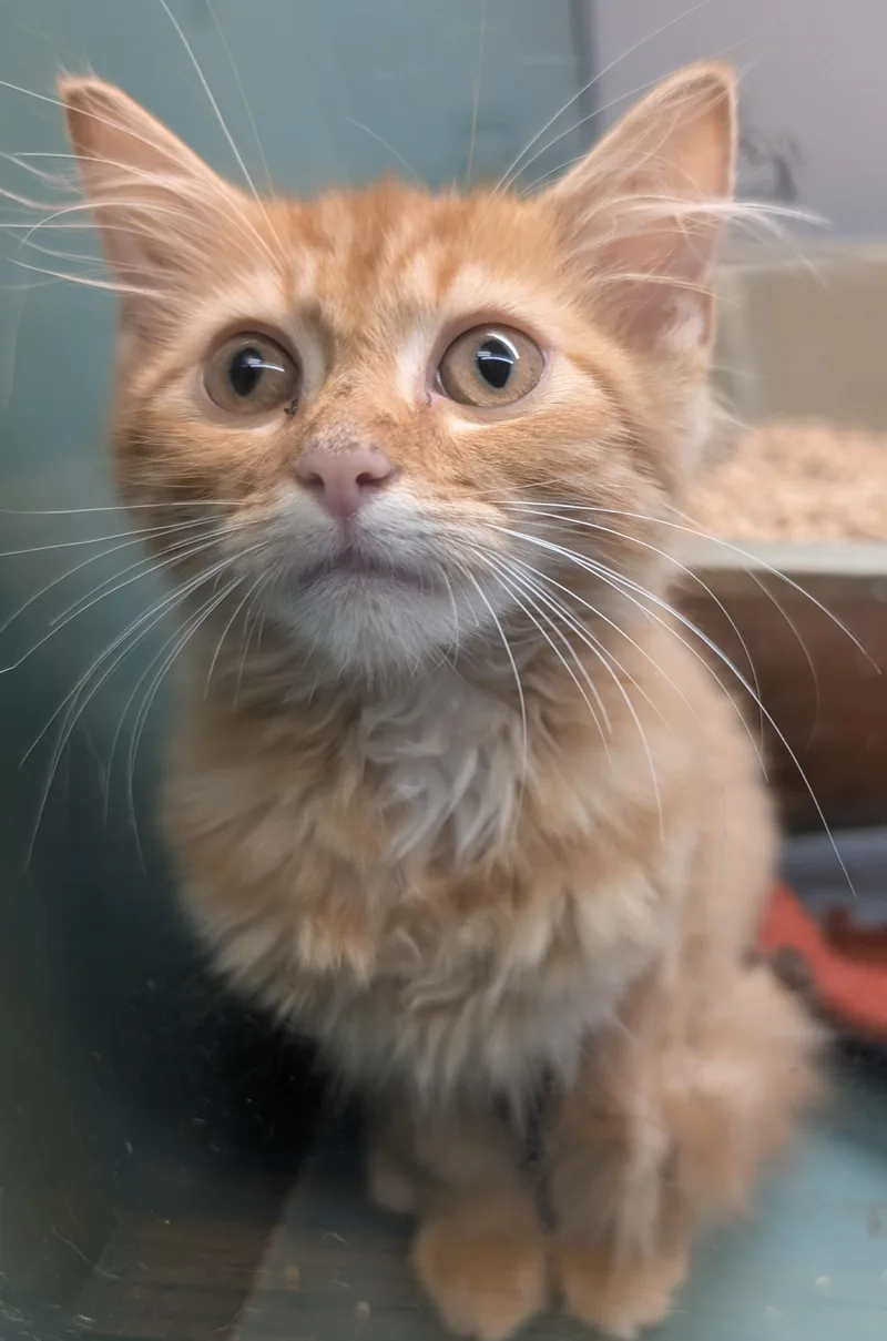 A young medium-sized male Tabby (Orange / Red) Domestic Medium Hair cat named Jeffery for adoption in Suffolk, VA