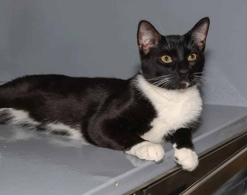 A baby medium-sized male Black & White / Tuxedo Domestic Short Hair cat named Oreo for adoption in Elmwood Park, NJ