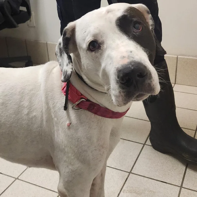 An adult large-sized male White / Cream Mixed Breed dog named Snoopy for adoption in Charleston, WV
