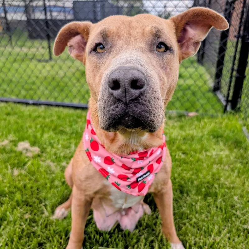 An adult large-sized female Yellow / Tan / Blond / Fawn Mixed Breed dog named Ensalada for adoption in Wheeling, IL