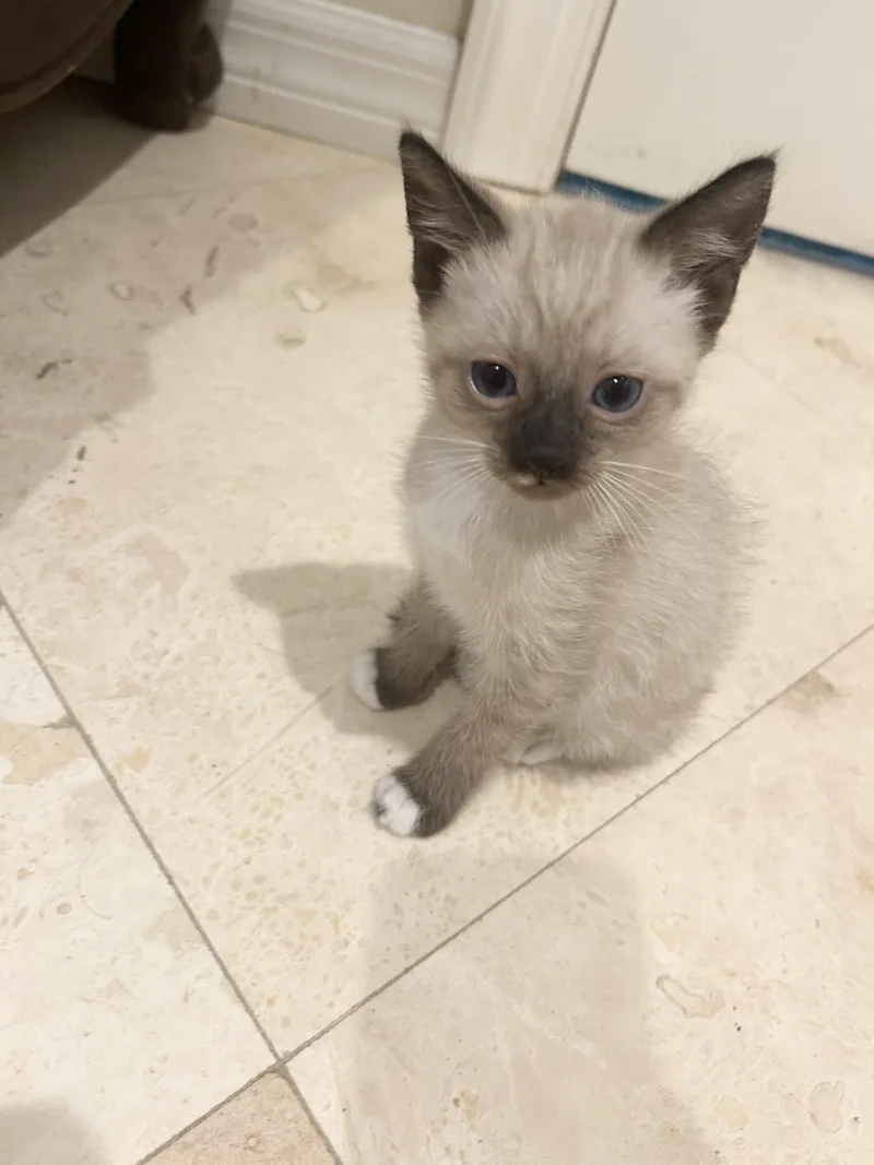 A baby medium-sized male Seal Point Siamese cat named Calix for adoption in Bradenton, FL