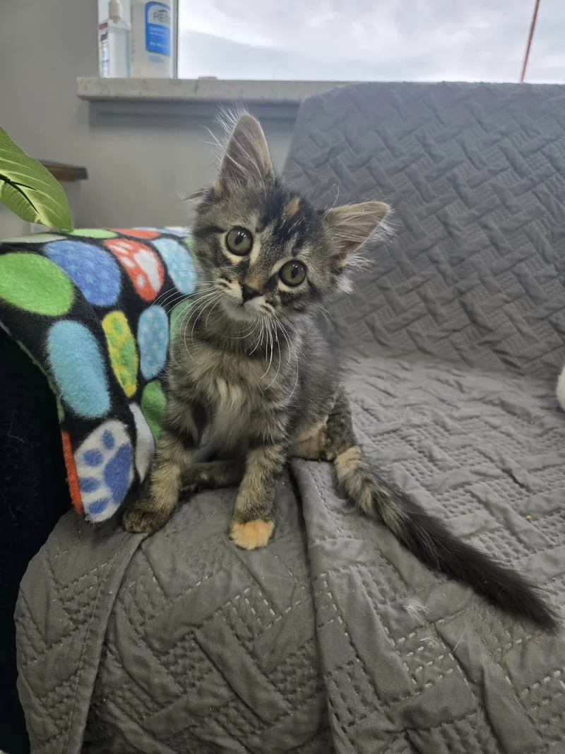 A baby medium-sized female Torbie Domestic Medium Hair cat named Jam for adoption in Blaine, MN