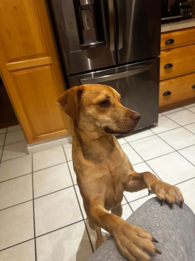 A young medium-sized female Labrador Retriever dog named Daisy for adoption in Blacksburg, VA
