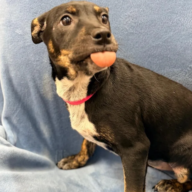 A baby medium-sized female Black Cattle Dog dog named Malibu Barbie for adoption in Champaign, IL